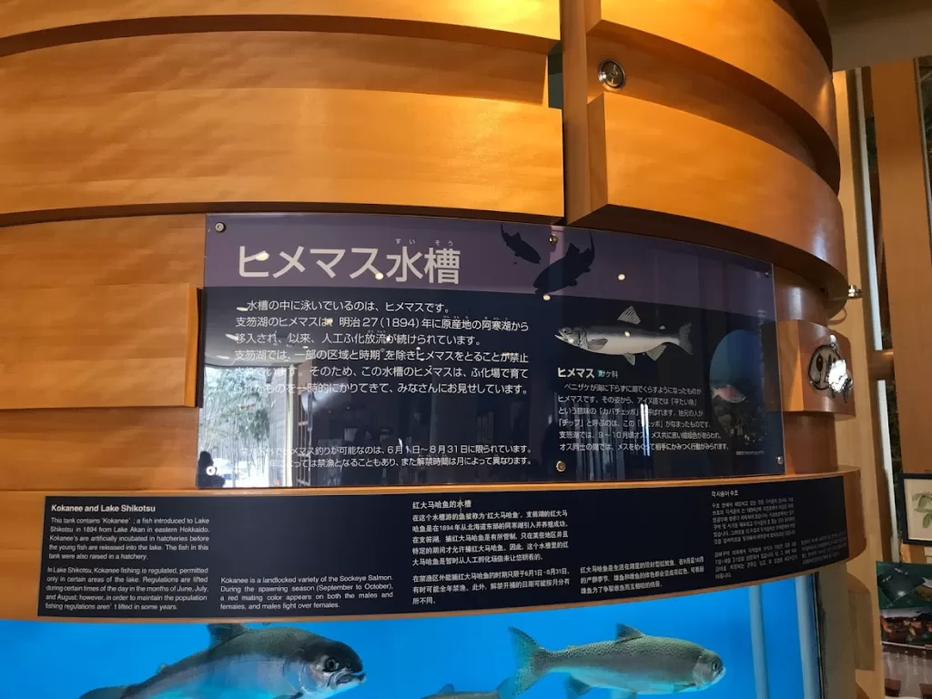 紅鉤吻鮭水槽-ヒメマス水槽