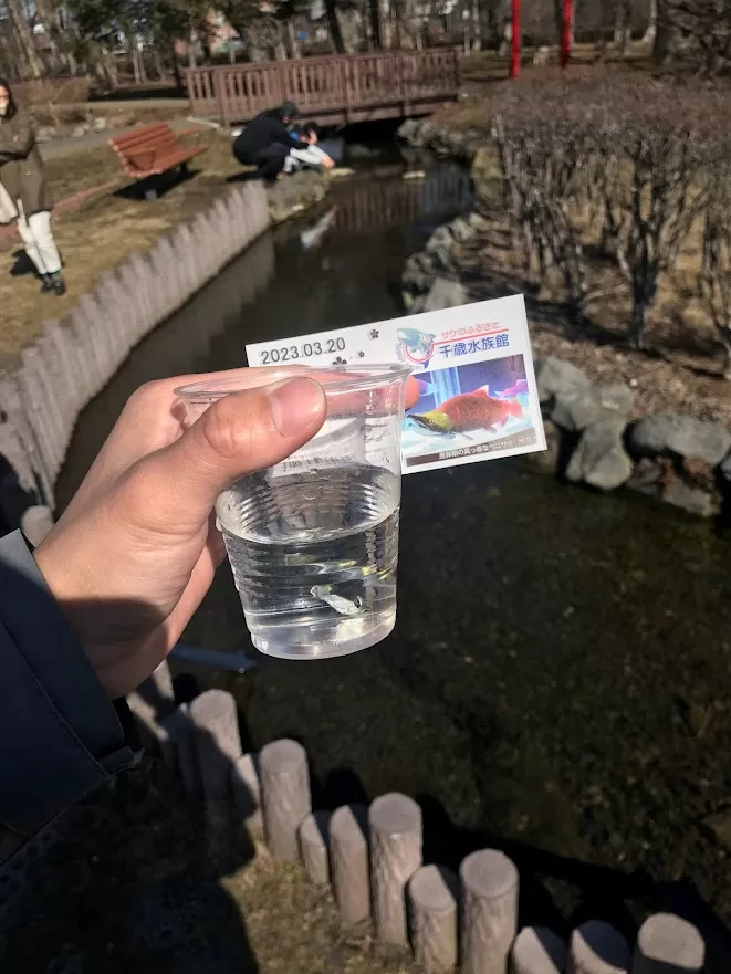 千歲水族館-千歲川 鮭魚放流體驗-