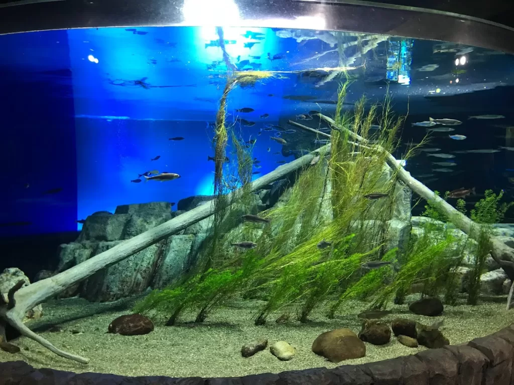 千歲水族館-模擬支笏湖