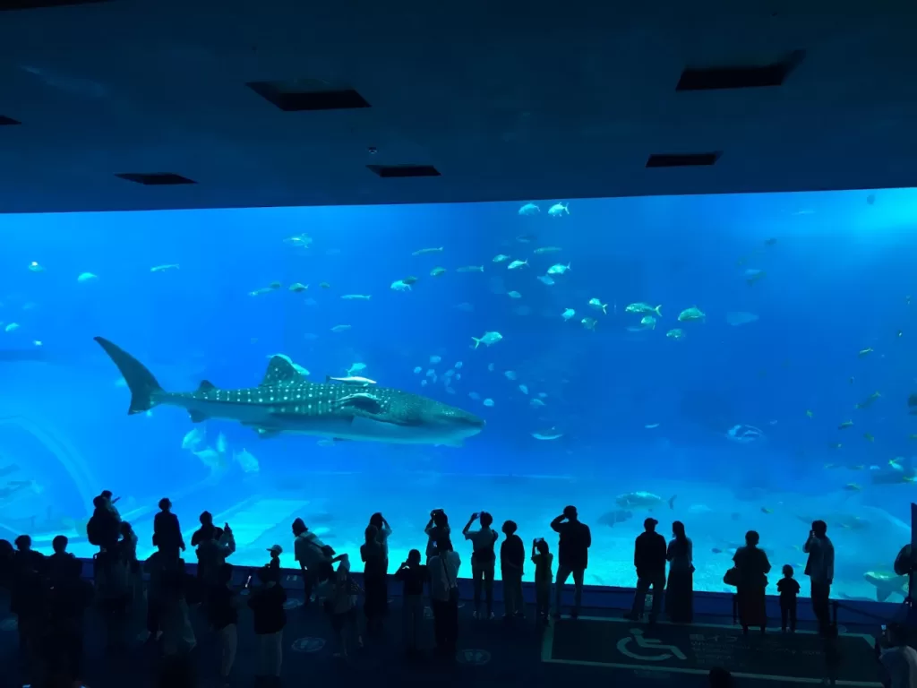 沖繩美麗海水族館(沖縄美ら海水族館)-鯨鯊